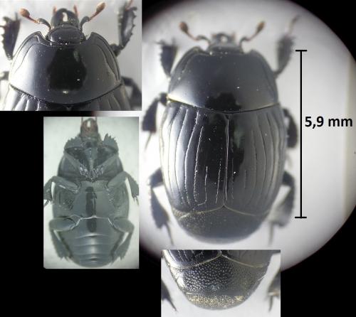 Margarinotus merdarius
